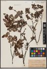 Foto von Salix aurita L. x Salix myrtilloides L.